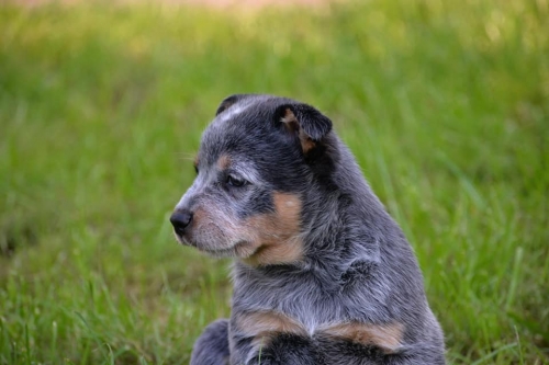 HARLEY DAVIDSON - male - 7 weeks old